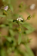 David Plant Photography - Wildlife Photography - Small toadflax - A